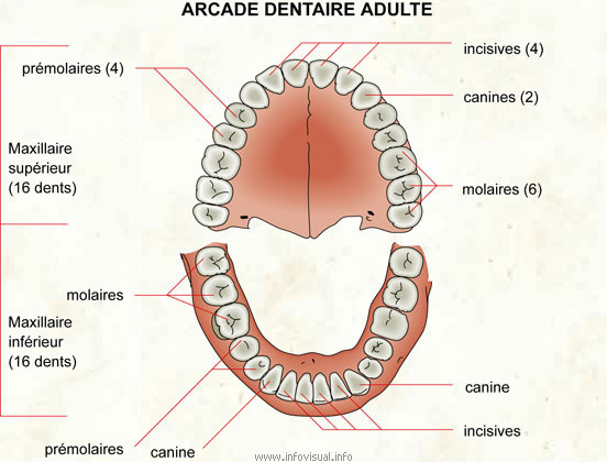 Arcade dentaire (Dictionnaire Visuel)